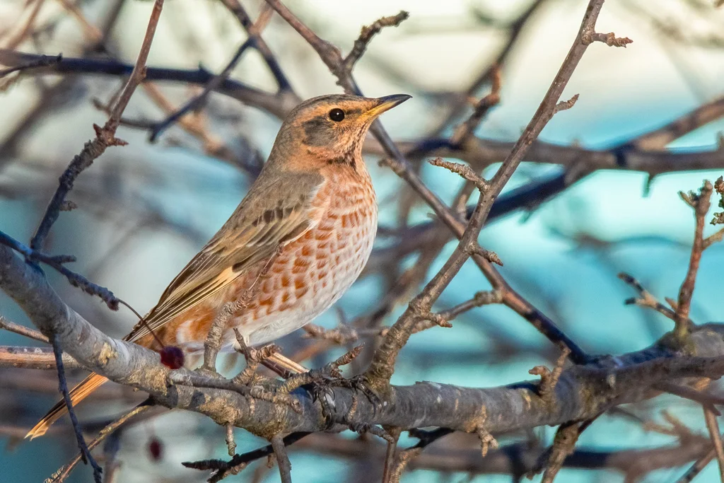 红尾斑鸫(Turdus naumanni)