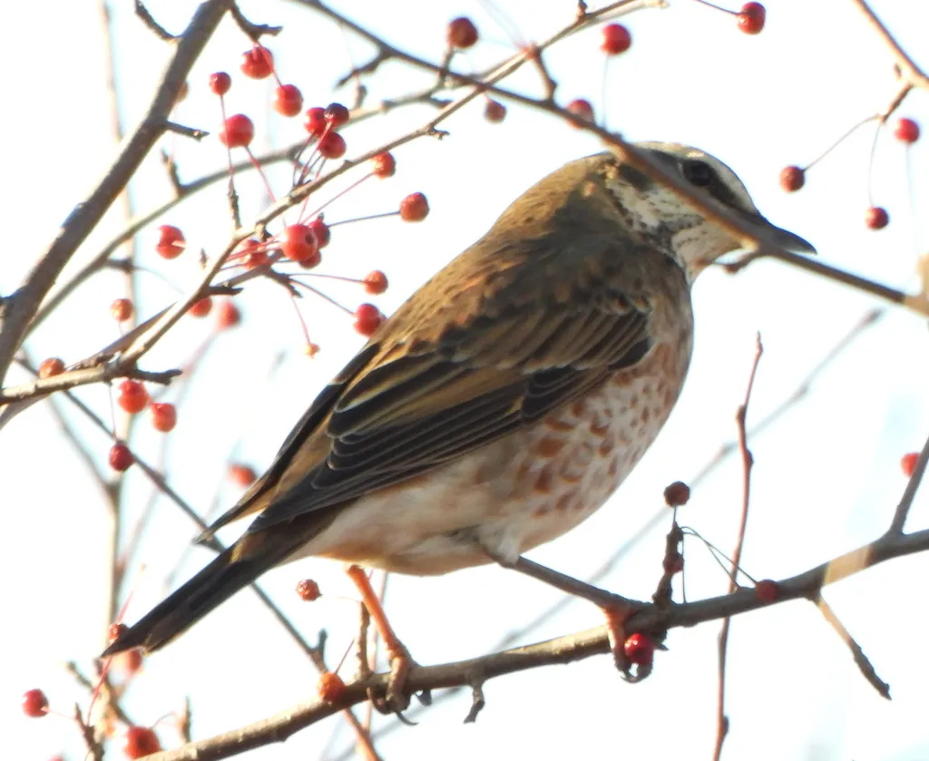 红尾斑鸫(Turdus naumanni)