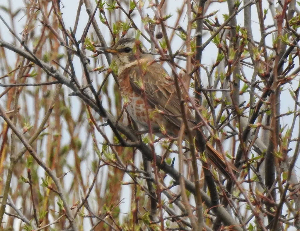 红尾斑鸫(Turdus naumanni)