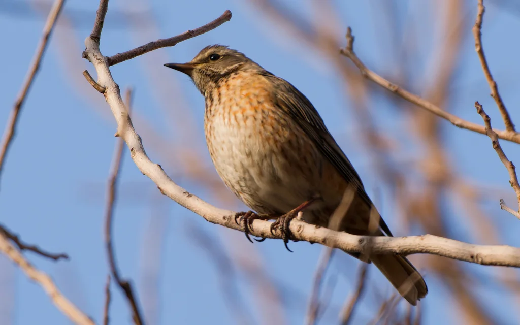 红尾斑鸫(Turdus naumanni)