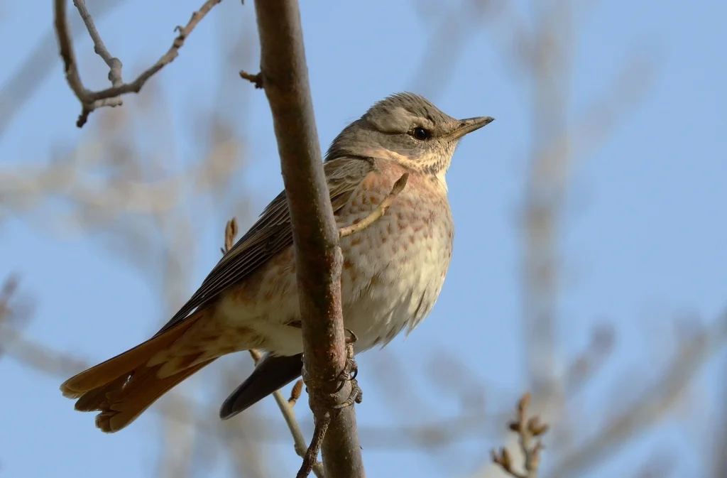 红尾斑鸫(Turdus naumanni)
