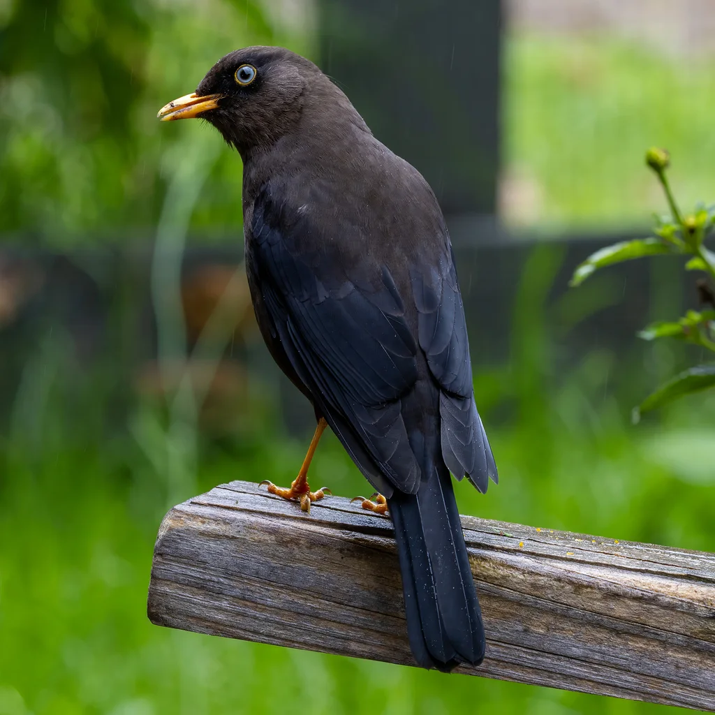 乌鸲鸫(Turdus nigrescens)