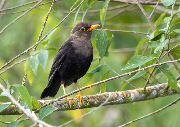 棉兰岛鸫(Turdus nigrorum)