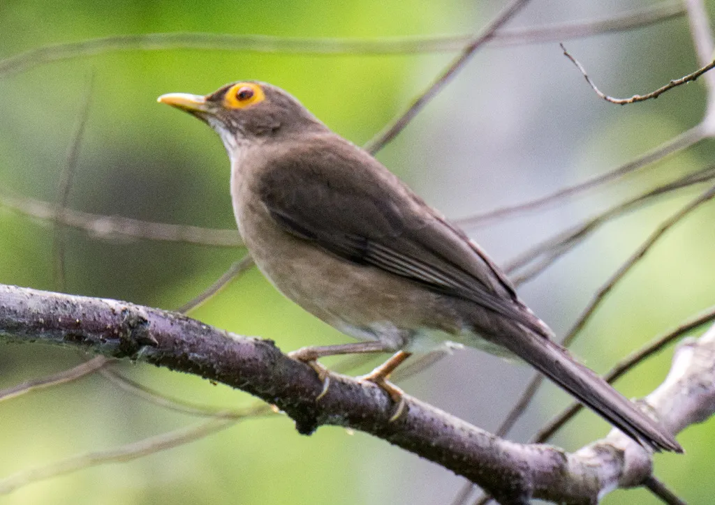 裸眼鸫(Turdus nudigenis)