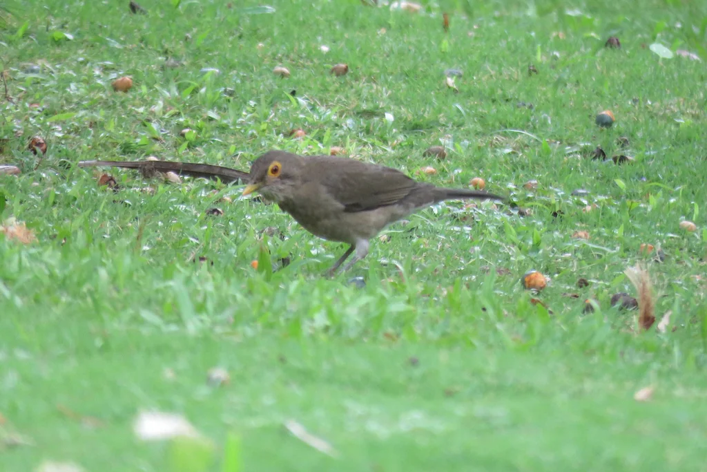 裸眼鸫(Turdus nudigenis)