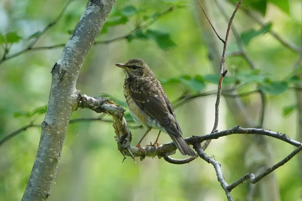 白眉鸫(Turdus obscurus)