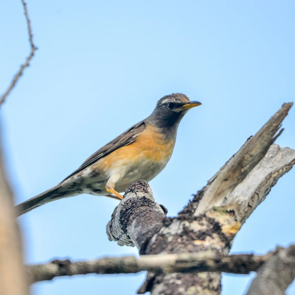 白眉鸫(Turdus obscurus)