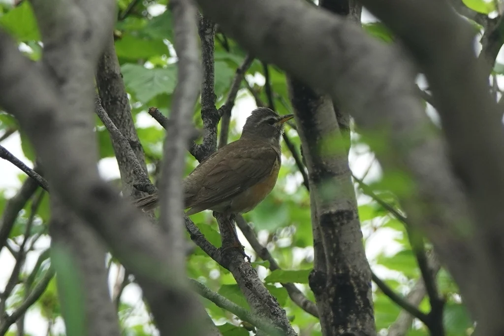 白眉鸫(Turdus obscurus)