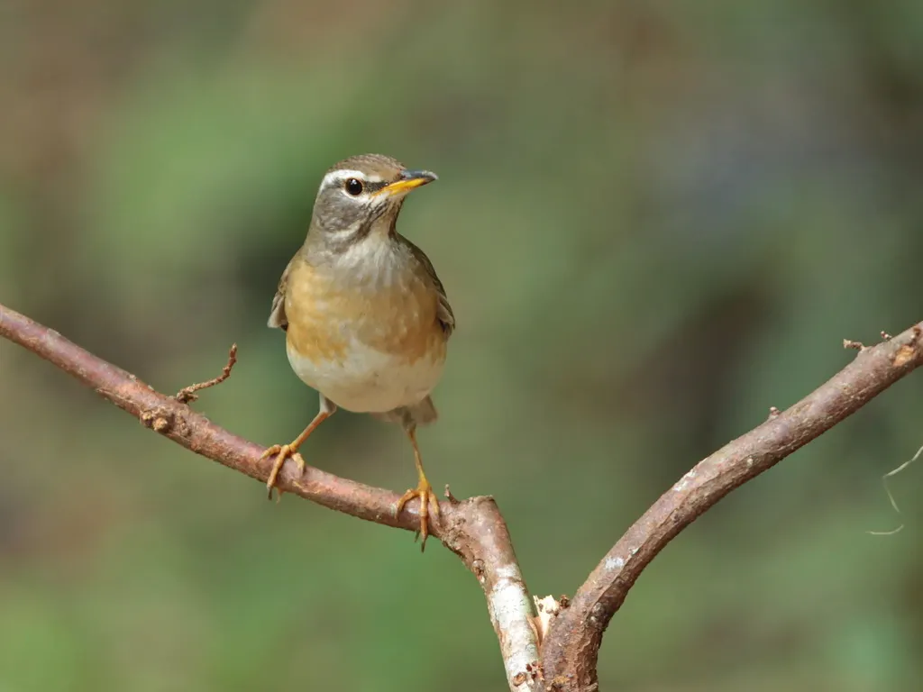 白眉鸫(Turdus obscurus)