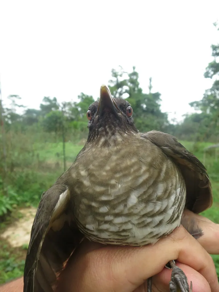 圣多美鸫(Turdus olivaceofuscus)