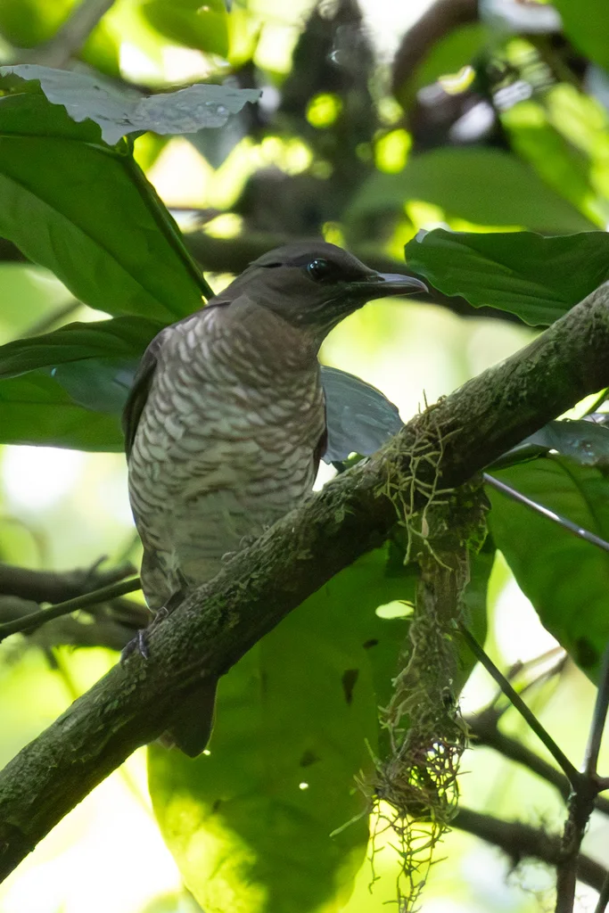 圣多美鸫(Turdus olivaceofuscus)