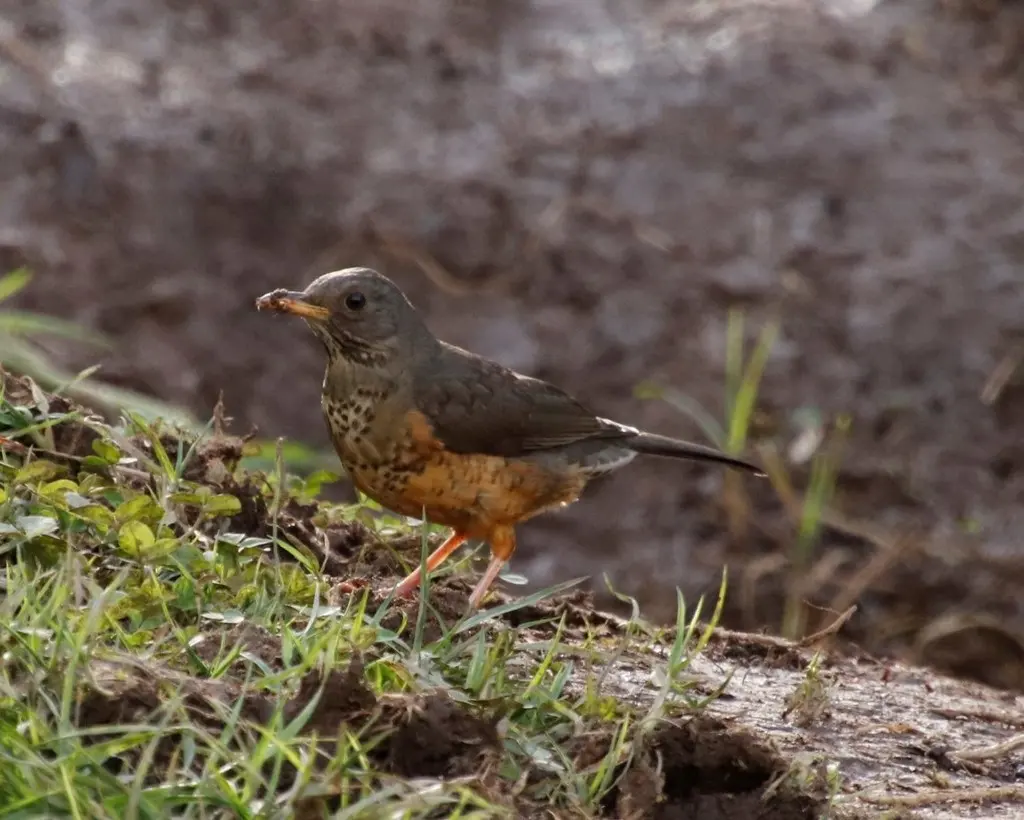 橄榄鸫(Turdus olivaceus)