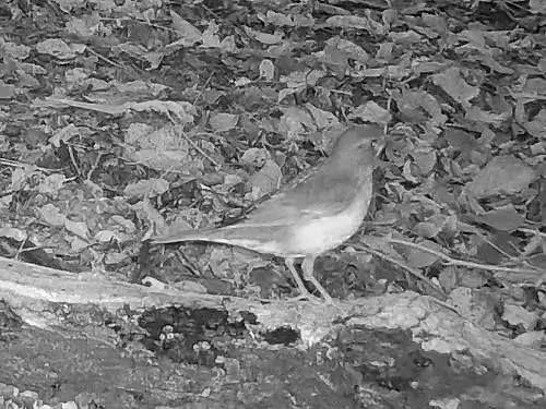 白腹鸫(Turdus pallidus)