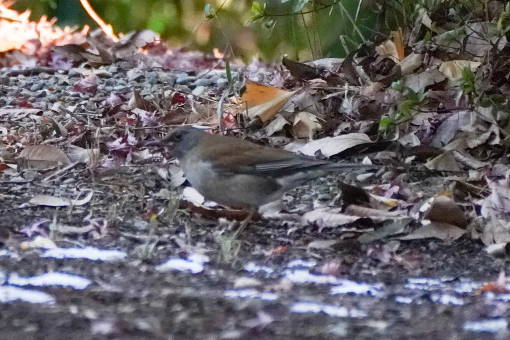 白腹鸫(Turdus pallidus)
