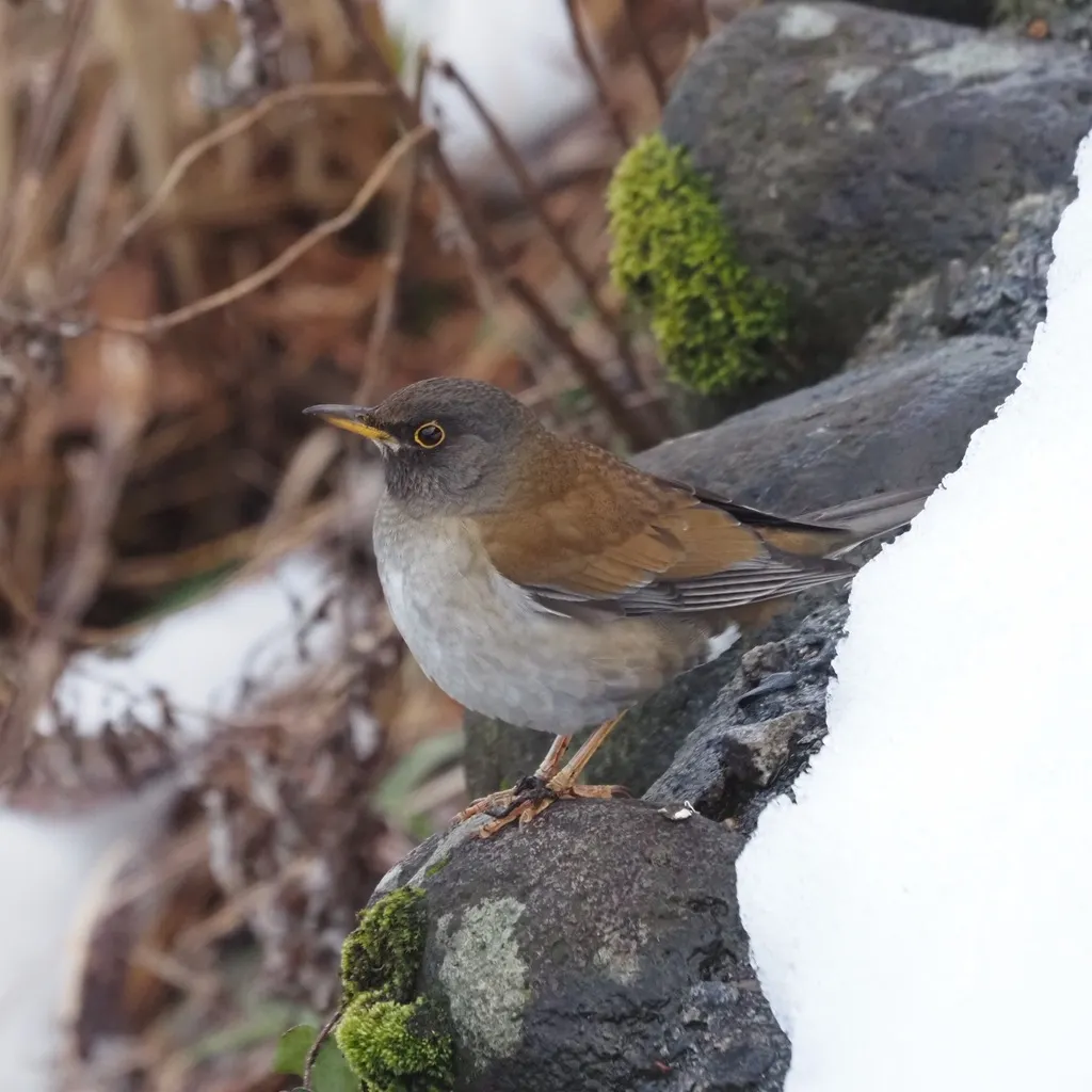 白腹鸫(Turdus pallidus)
