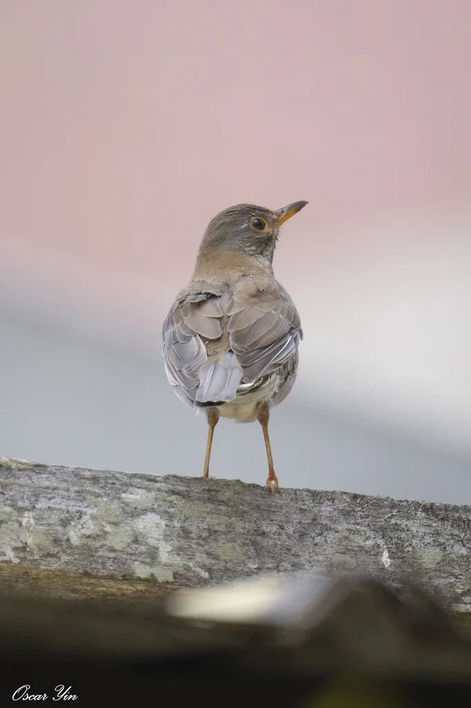 白腹鸫(Turdus pallidus)