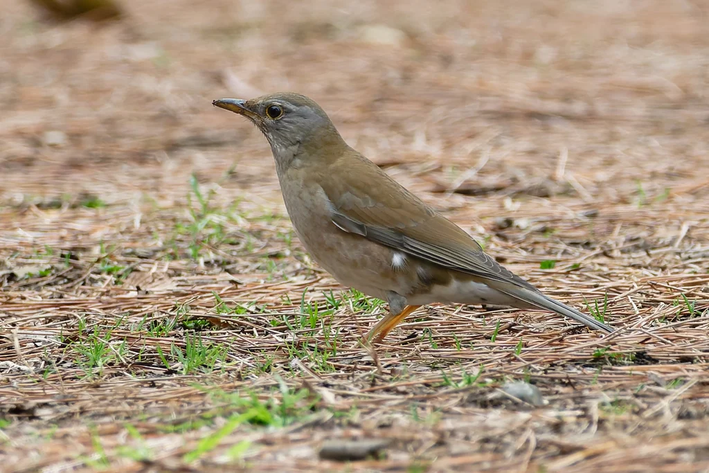 白腹鸫(Turdus pallidus)