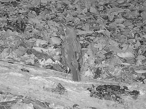 白腹鸫(Turdus pallidus)