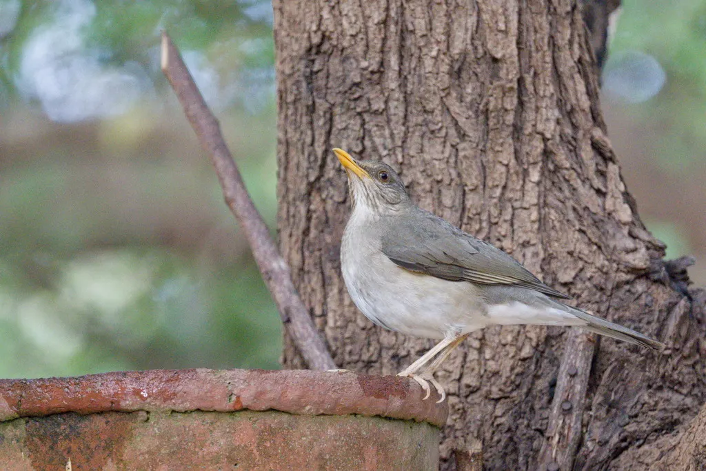 非洲鸫(Turdus pelios)