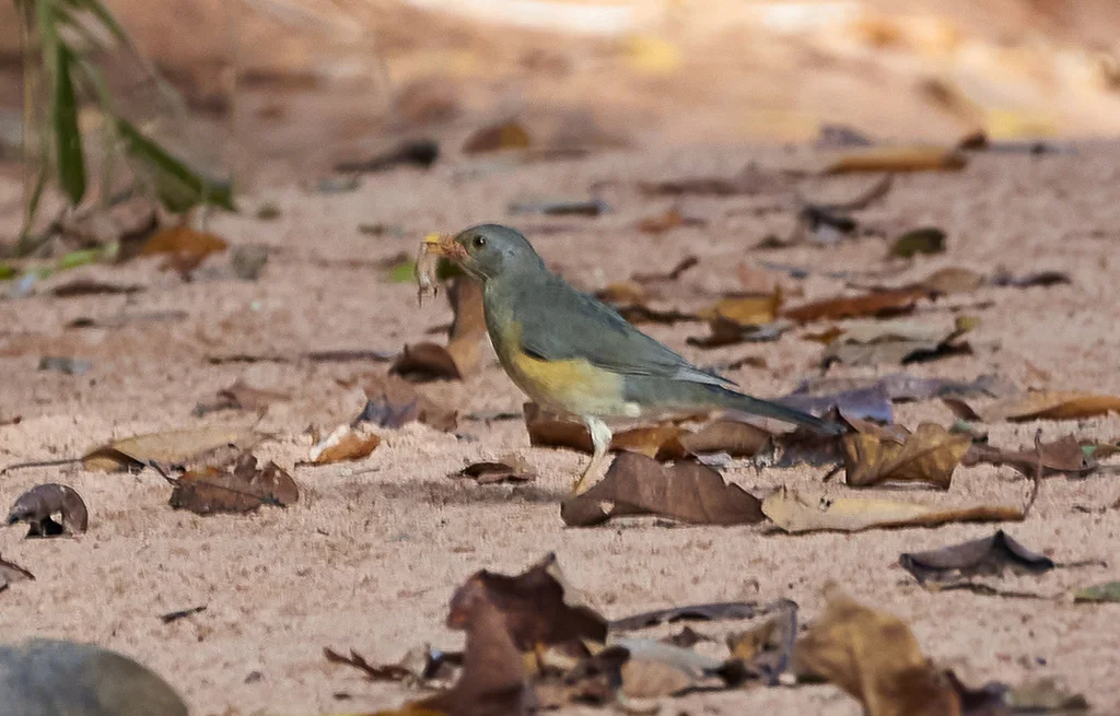 非洲鸫(Turdus pelios)