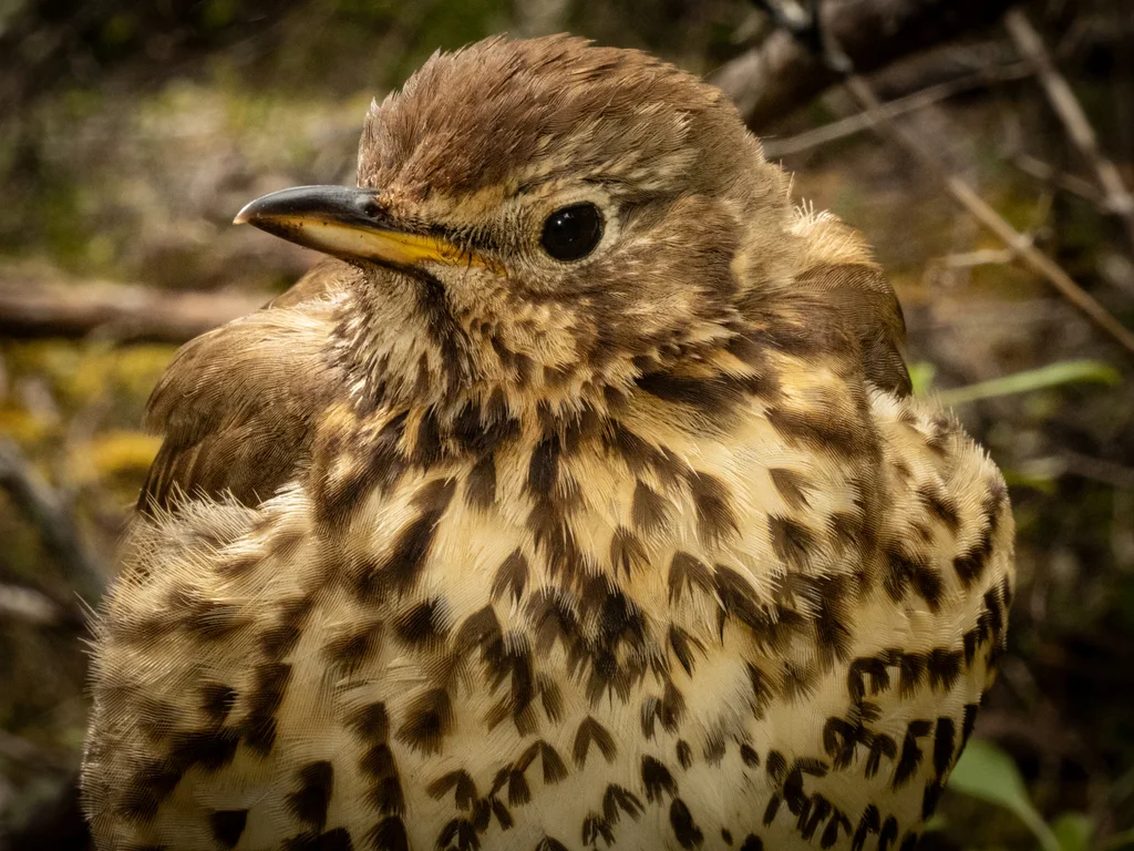 欧歌鸫(Turdus philomelos)