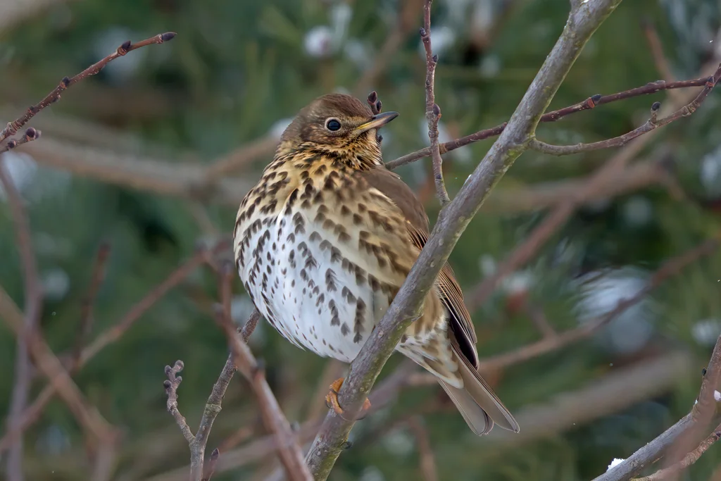 欧歌鸫(Turdus philomelos)