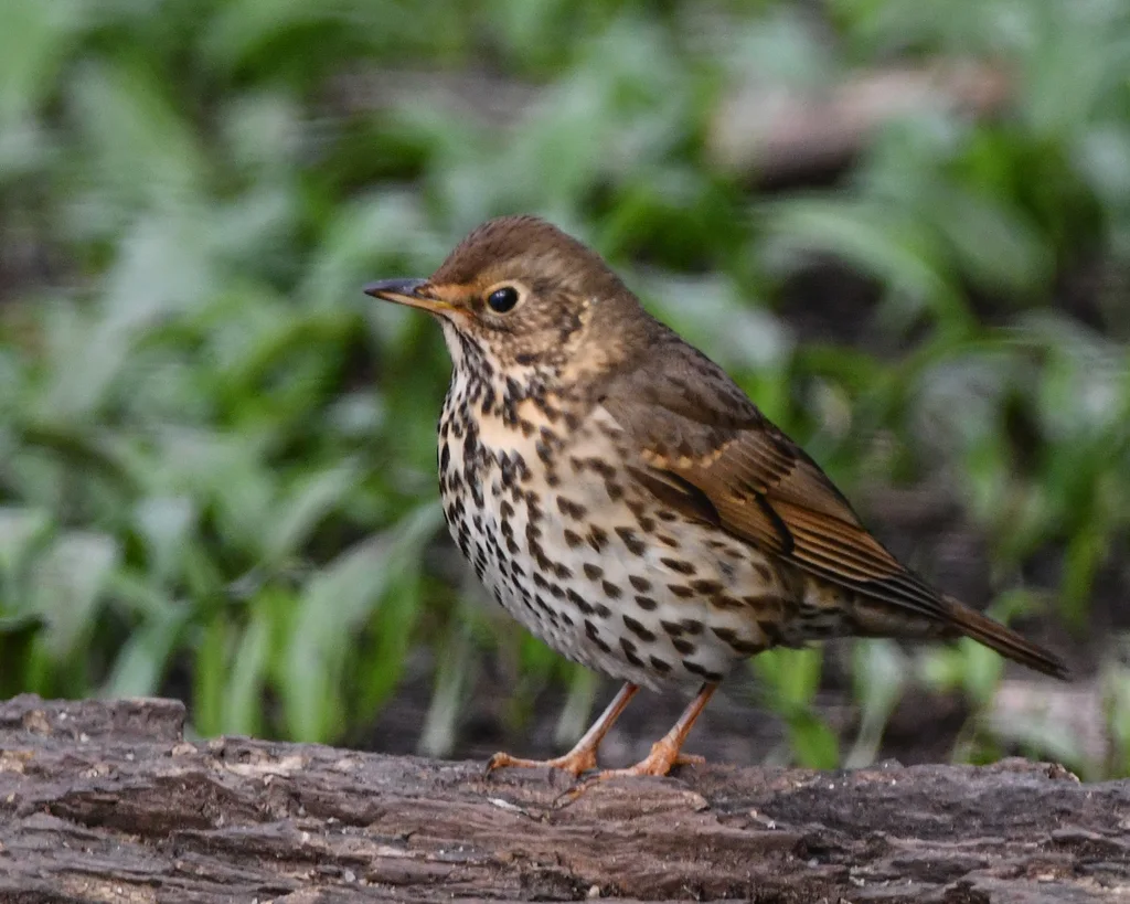 欧歌鸫(Turdus philomelos)