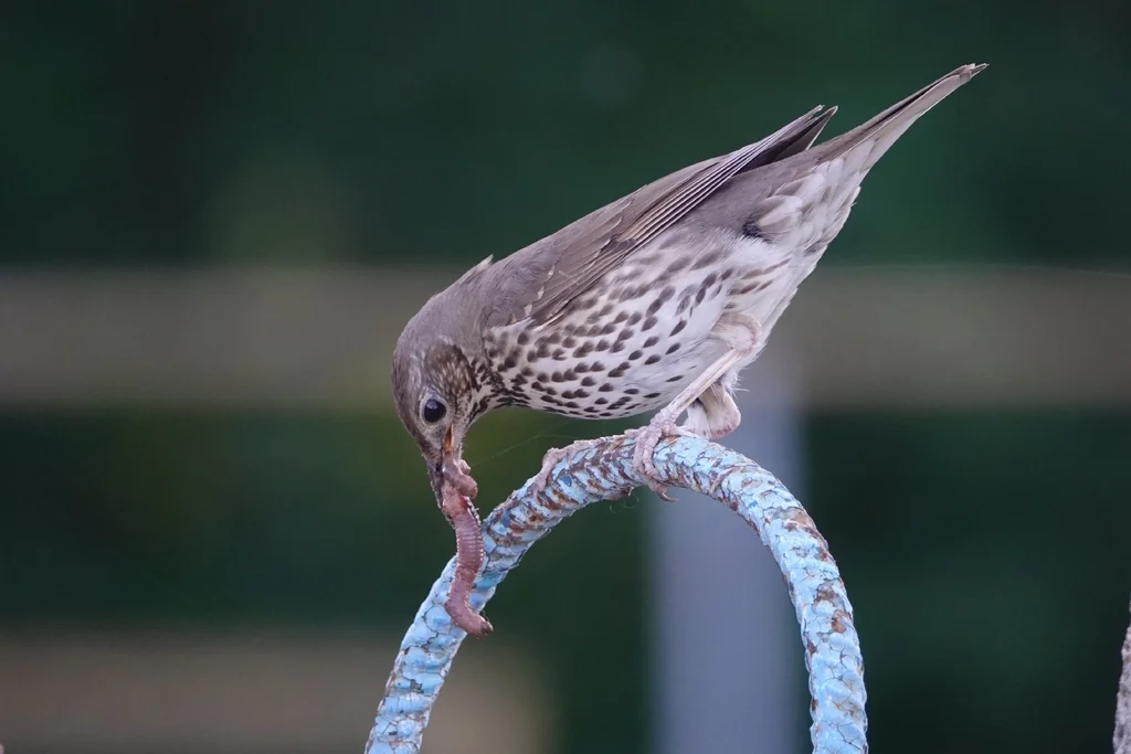 欧歌鸫(Turdus philomelos)