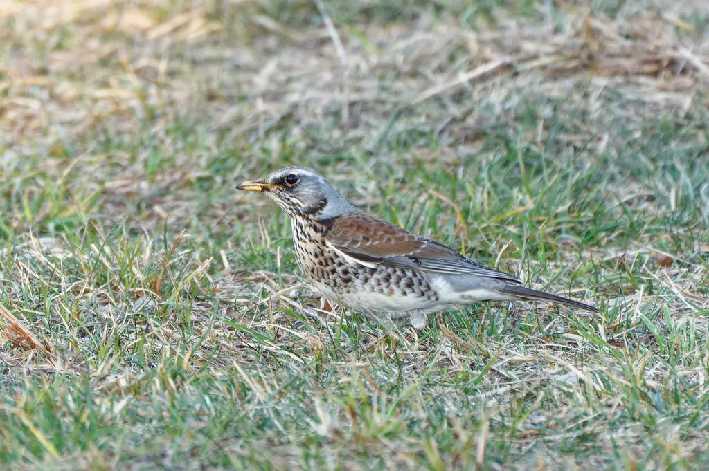 田鸫(Turdus pilaris)