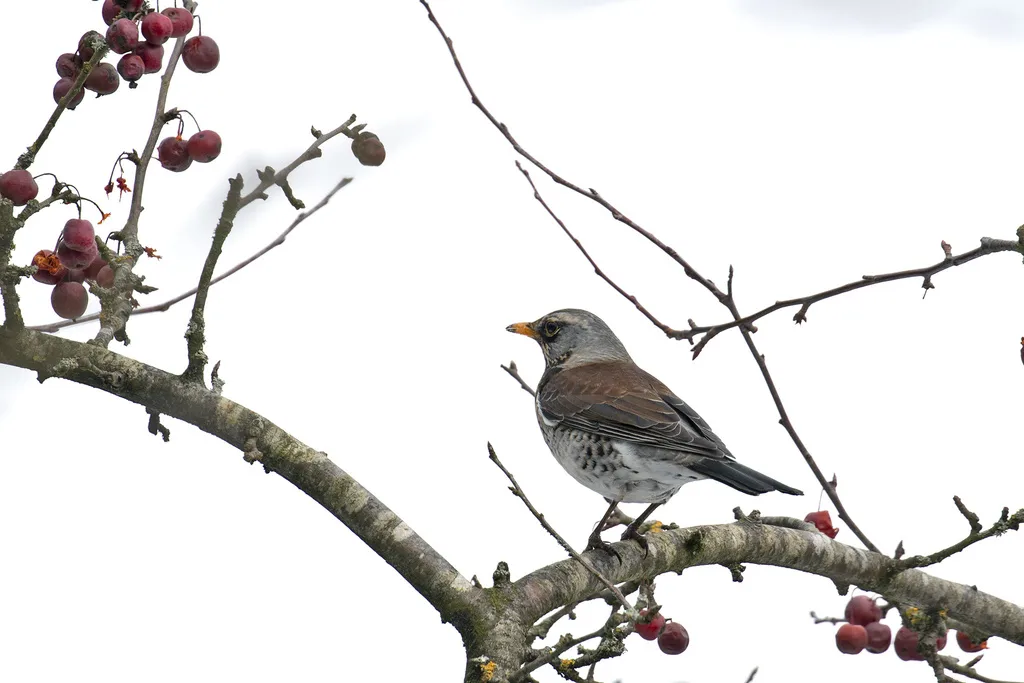 田鸫(Turdus pilaris)