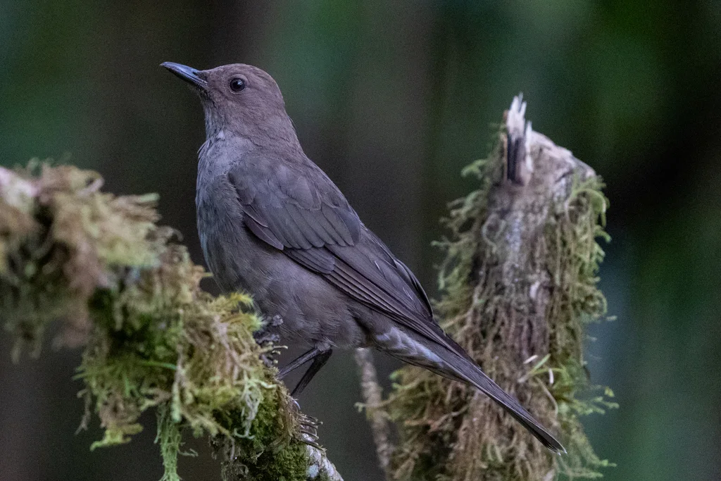 美洲山鸫(Turdus plebejus)
