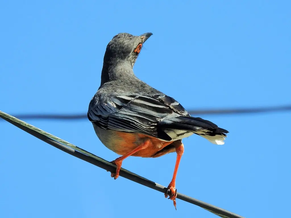 红腿鸫(Turdus plumbeus)