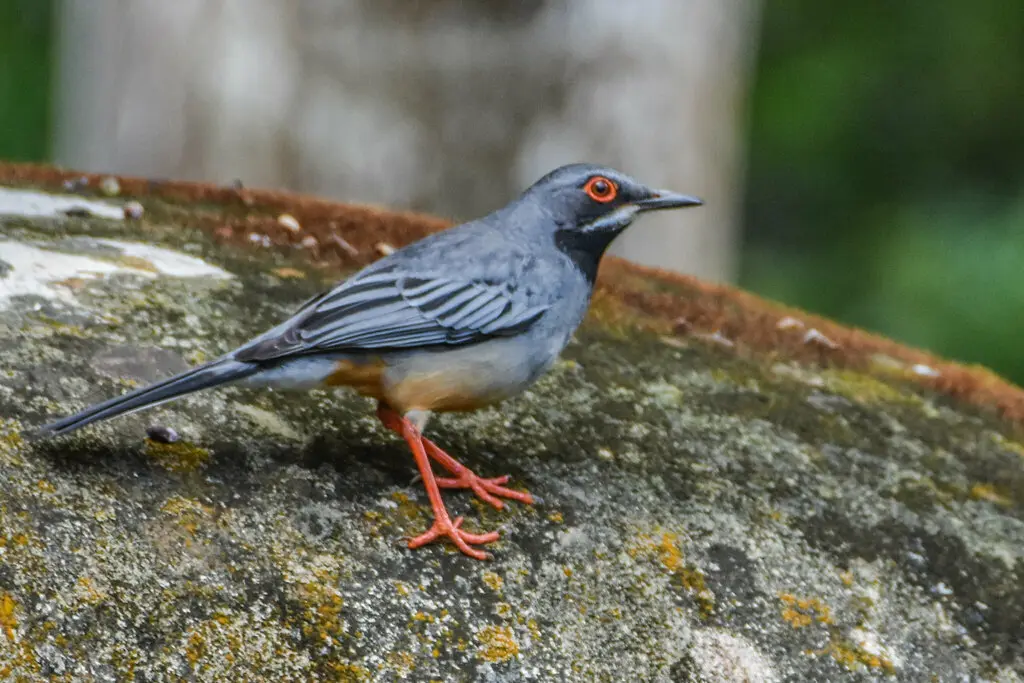 红腿鸫(Turdus plumbeus)
