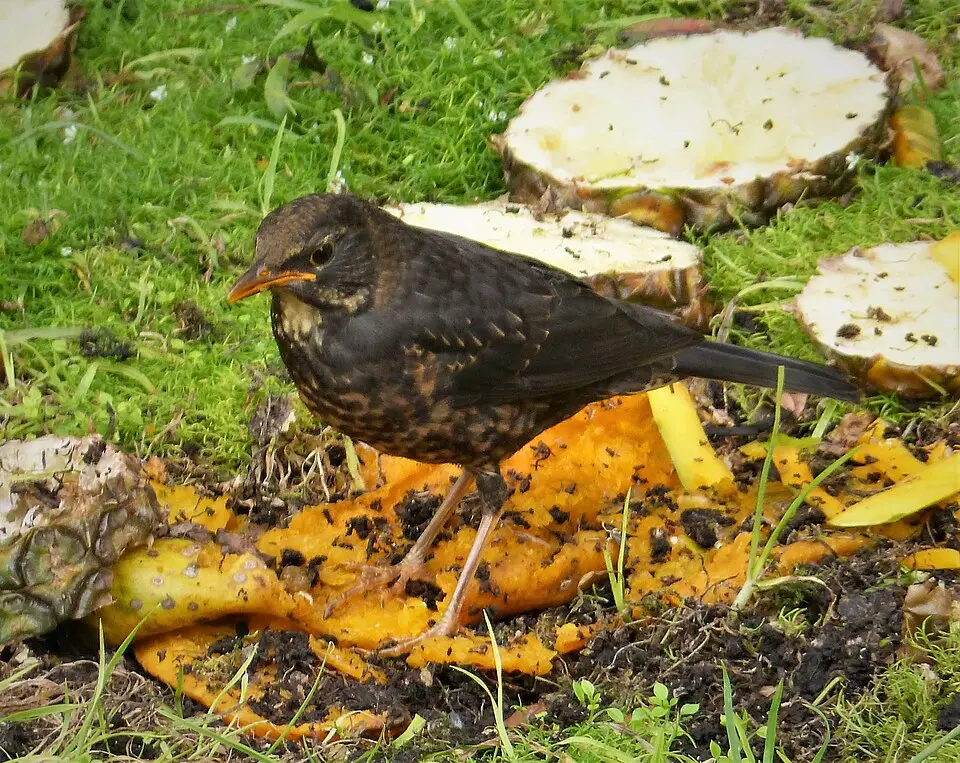 塔岛鸫(Turdus poliocephalus)