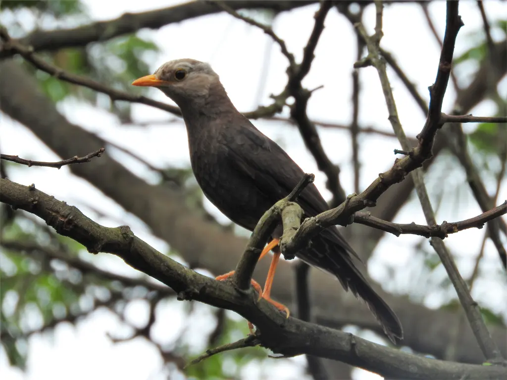 塔岛鸫(Turdus poliocephalus)
