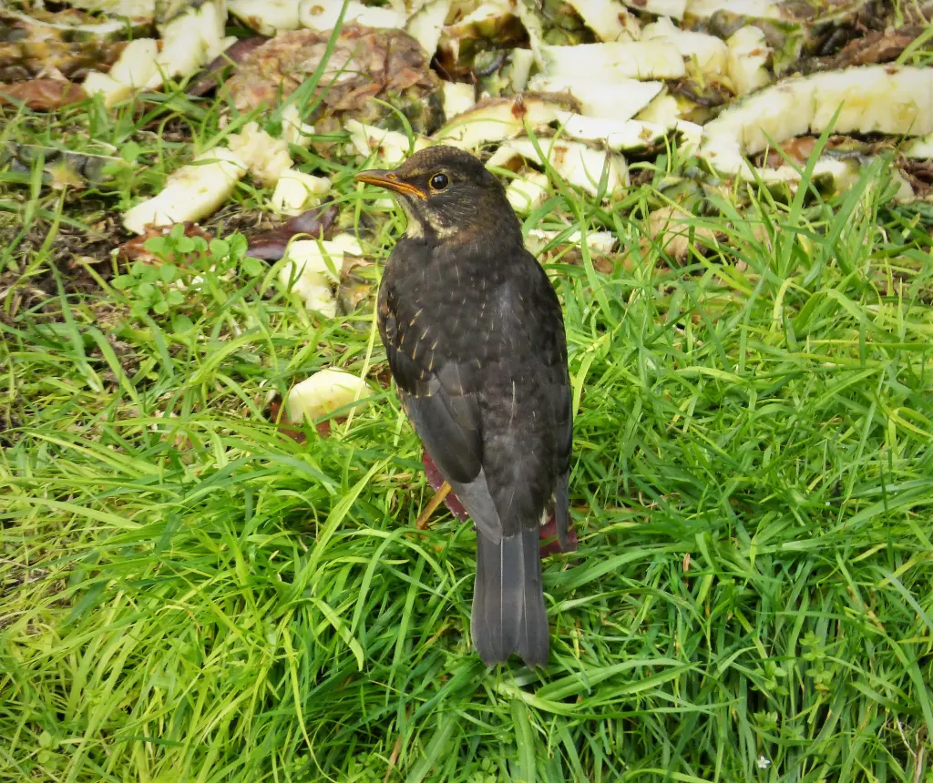 塔岛鸫(Turdus poliocephalus)