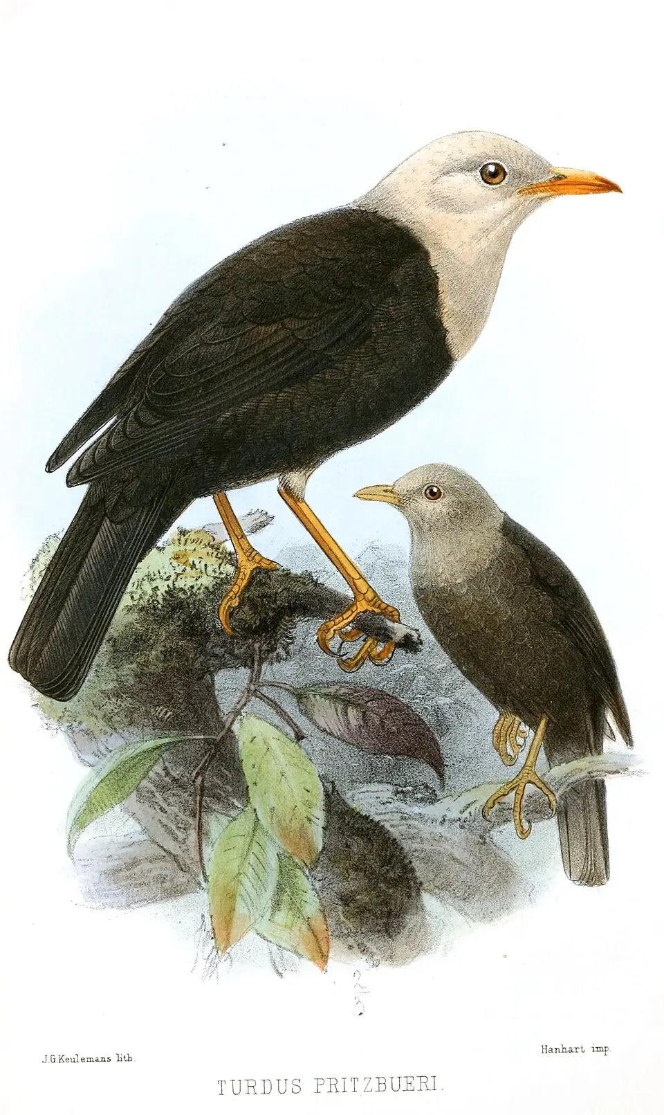 瓦努阿图岛鸫(Turdus pritzbueri)