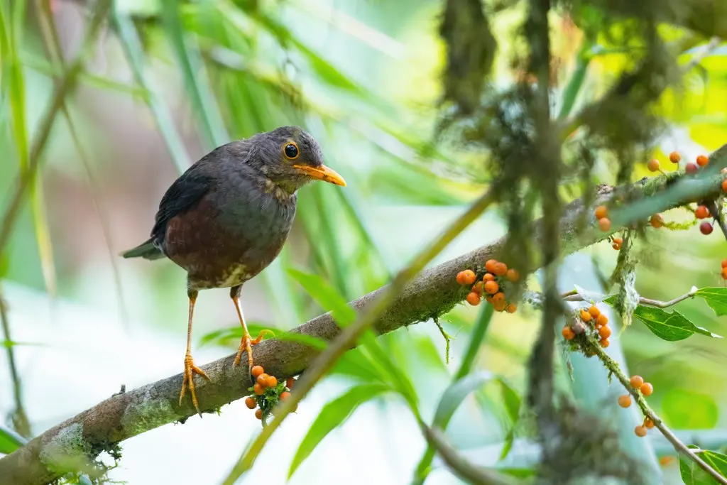 斐济岛鸫（Turdus ruficeps）
