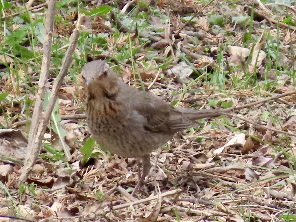 赤颈鸫(Turdus ruficollis)