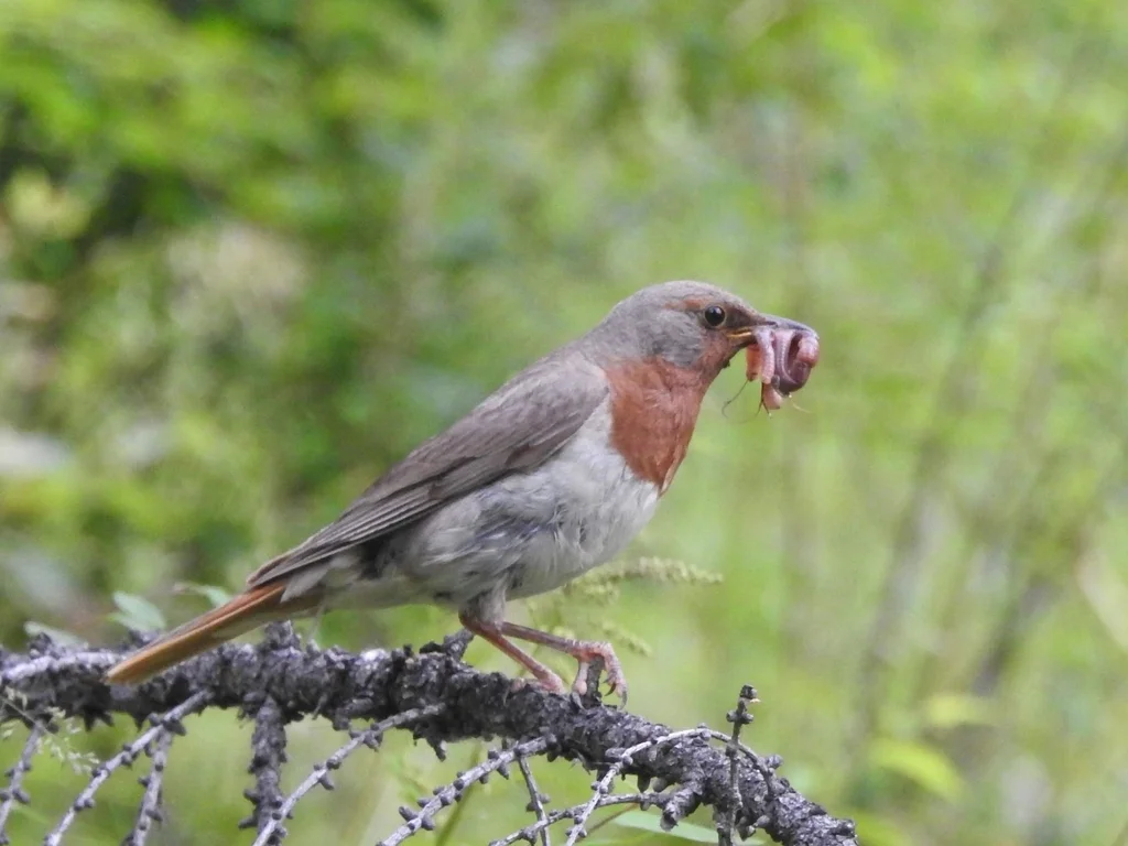 赤颈鸫(Turdus ruficollis)