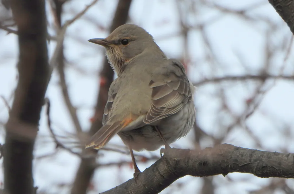 赤颈鸫(Turdus ruficollis)
