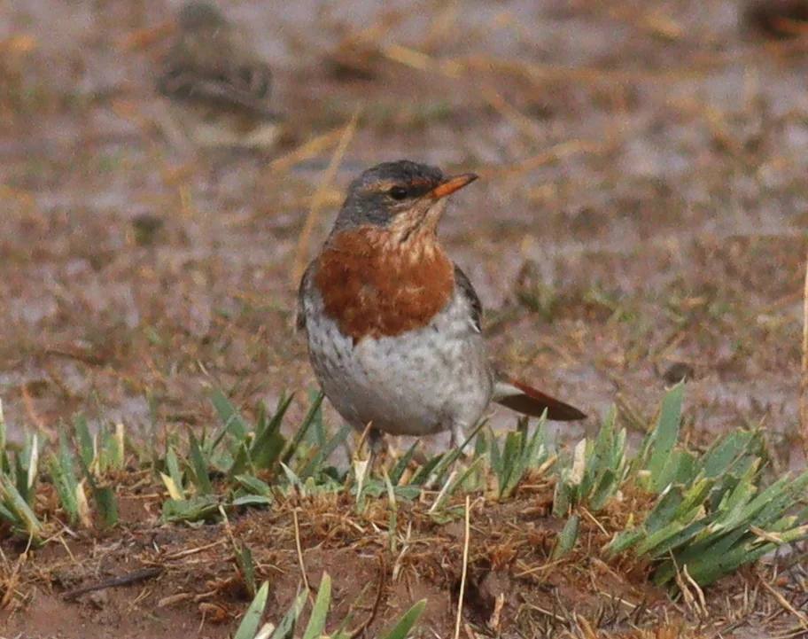 赤颈鸫(Turdus ruficollis)