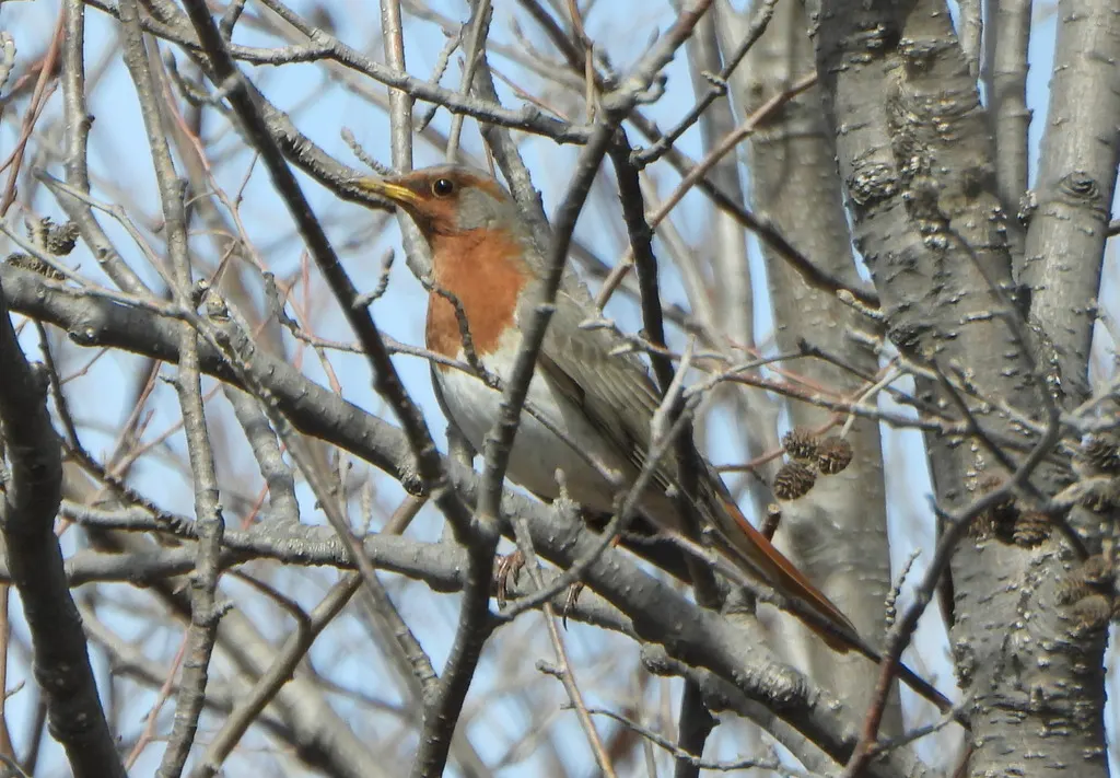 赤颈鸫(Turdus ruficollis)