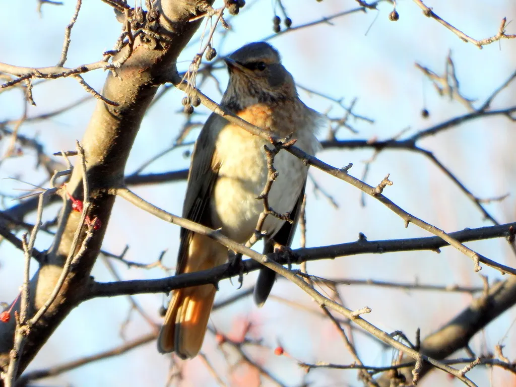 赤颈鸫(Turdus ruficollis)