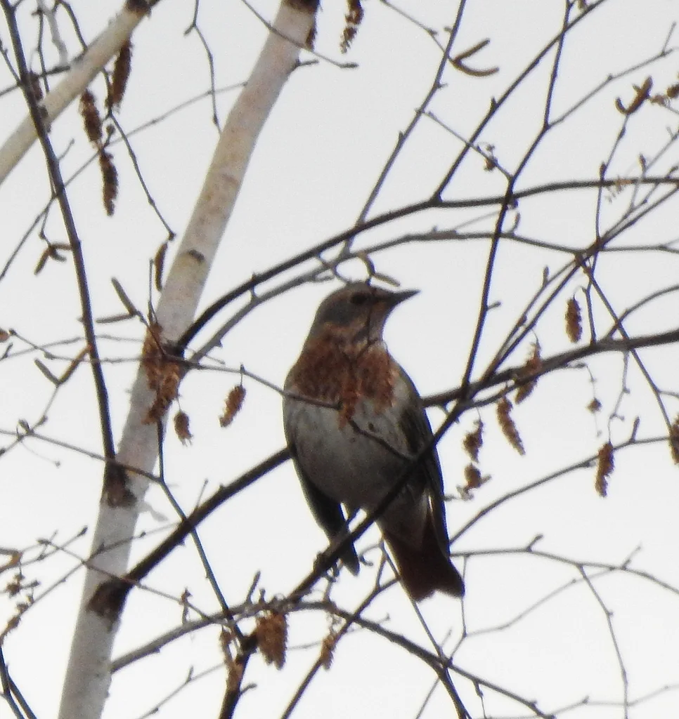 赤颈鸫(Turdus ruficollis)