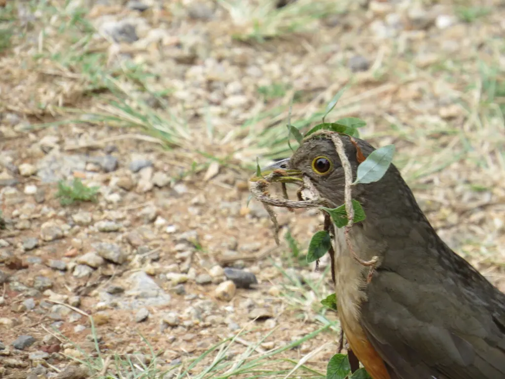 棕腹鸫(Turdus rufiventris)