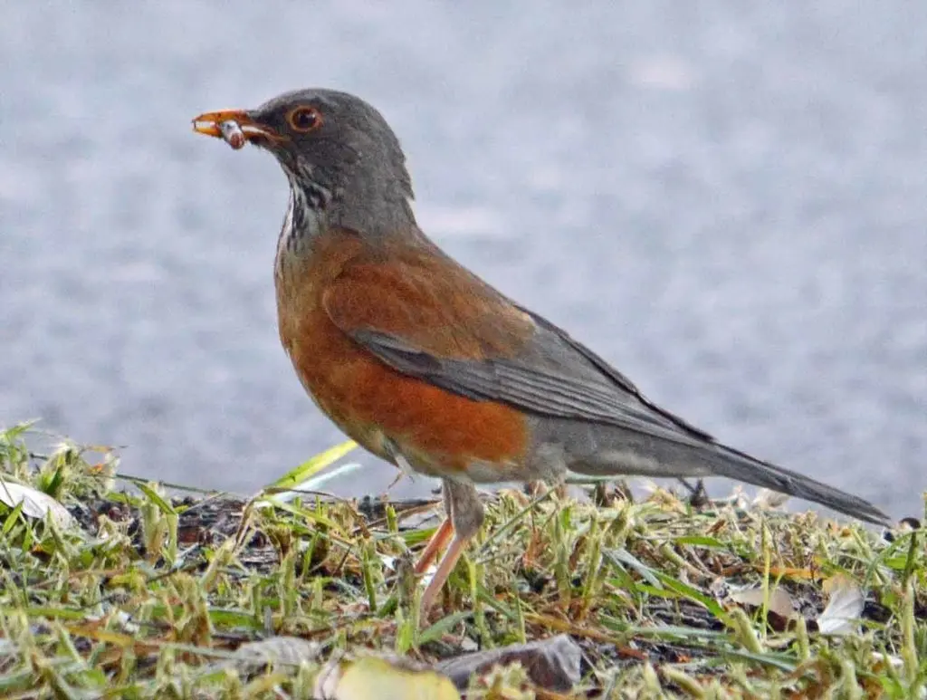棕背鸲鸫(Turdus rufopalliatus)
