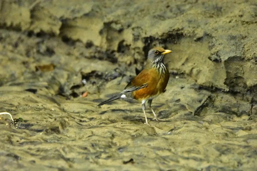 棕背鸲鸫(Turdus rufopalliatus)