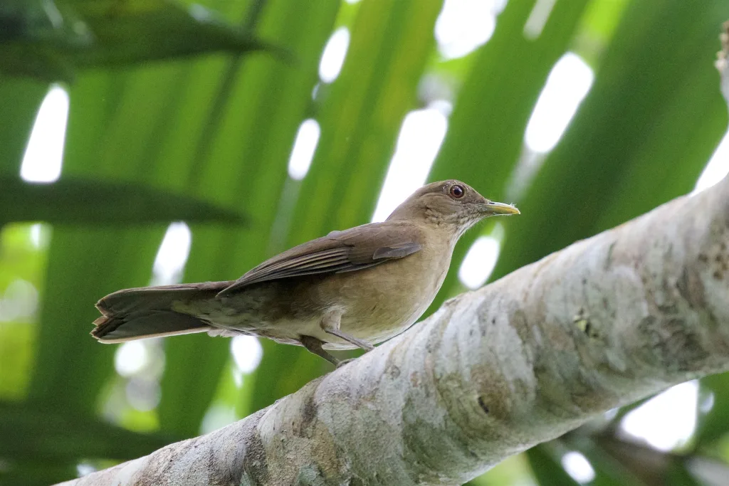 亚马逊裸眼鸫(Turdus sanchezorum)