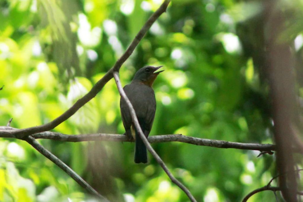 帝汶岛鸫(Turdus schlegelii)